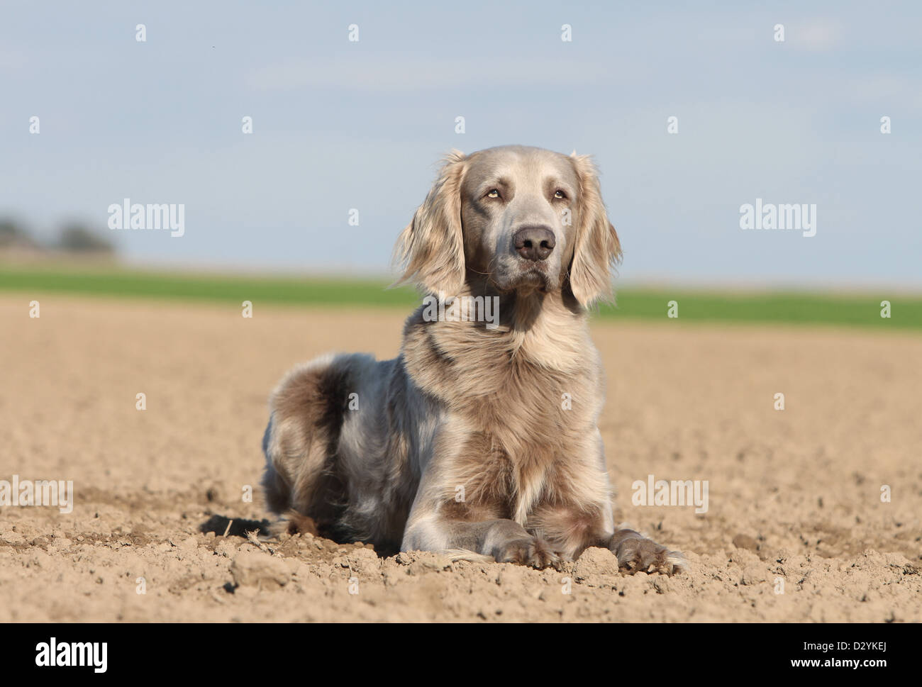 dog Weimaraner longhair  /  adult lying in a field Stock Photo