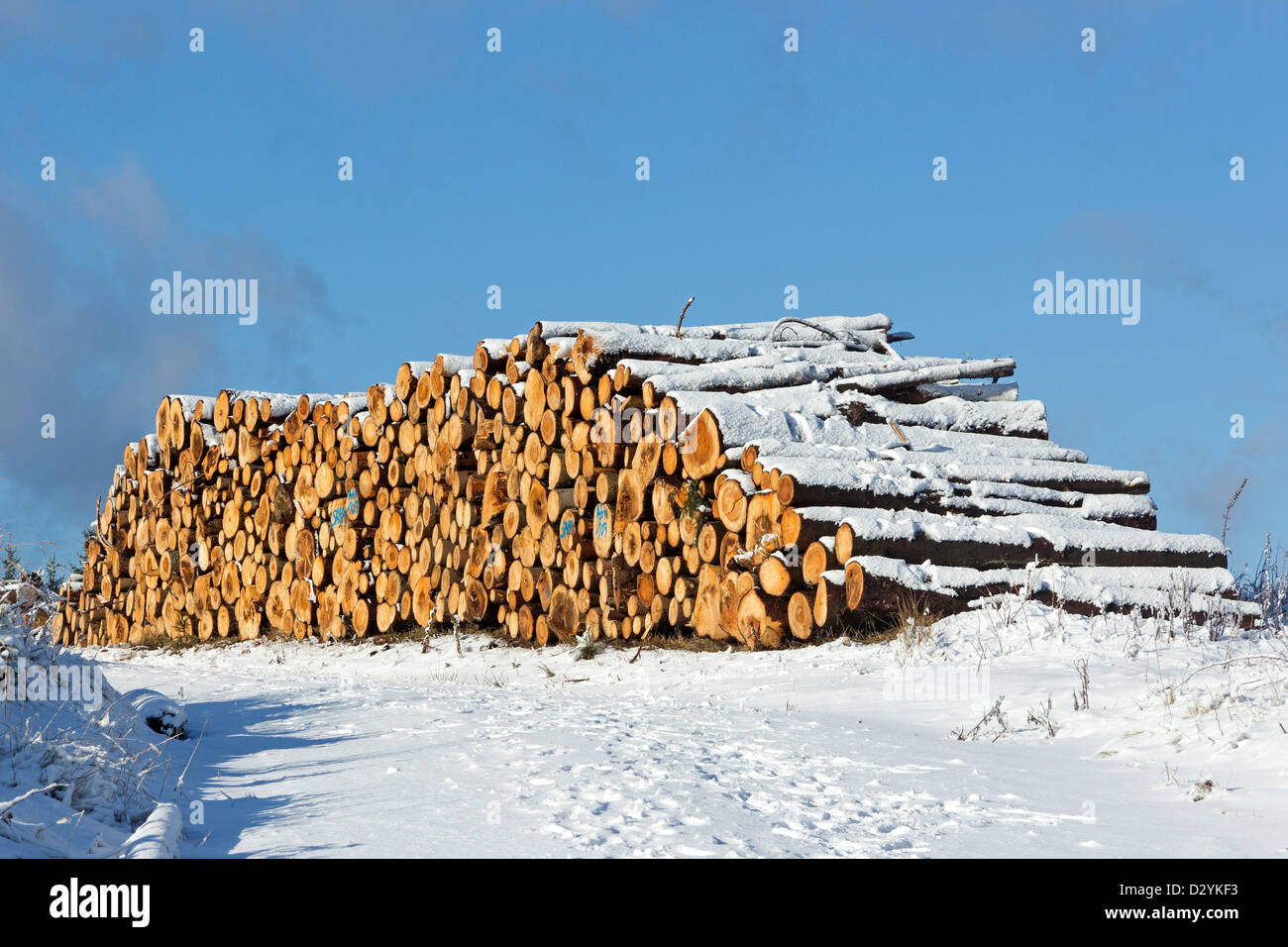 pile of tree trunks near Drei Annen Hohne, Harz Mountains, Saxony-Anhalt, Germany Stock Photo