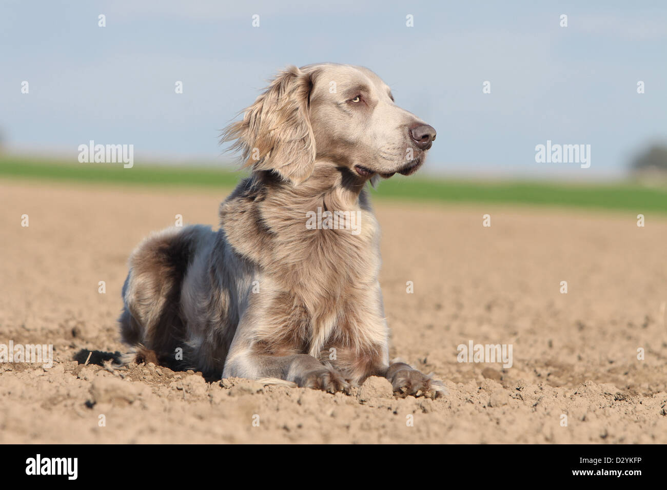 dog Weimaraner longhair  /  adult lying in a field Stock Photo