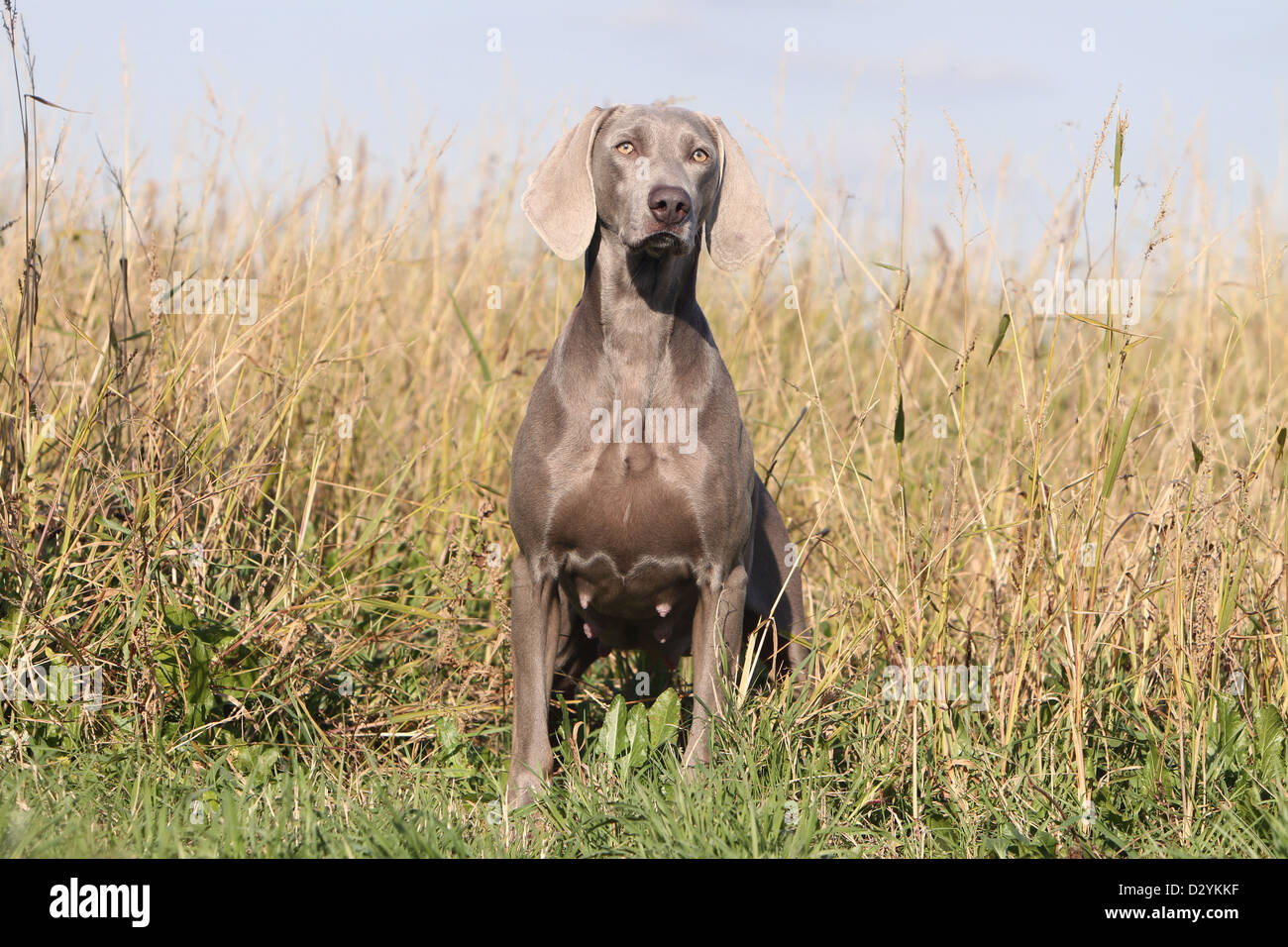 Visual Reference: Short Haired Weimaraners Hi Res Stock Photography And Images