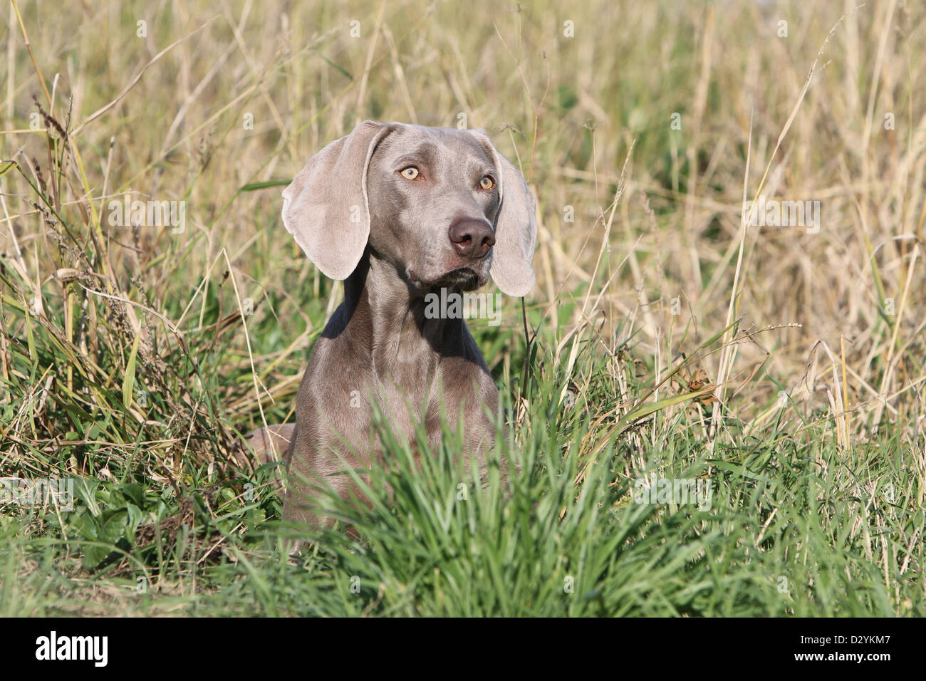 dog Weimaraner shorthair /  adult lying in a meadow Stock Photo