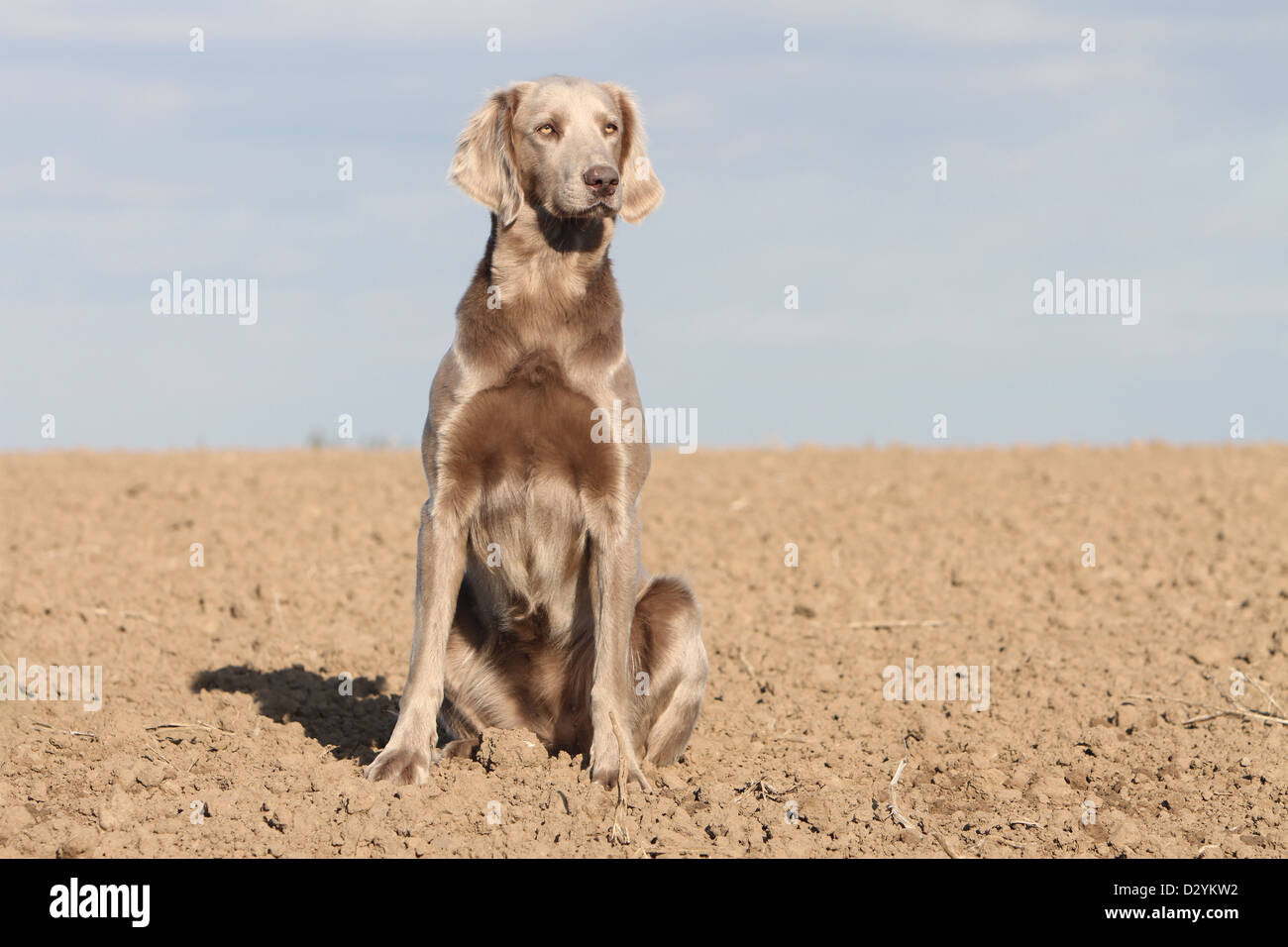 dog Weimaraner longhair /  adult sitting in a field Stock Photo