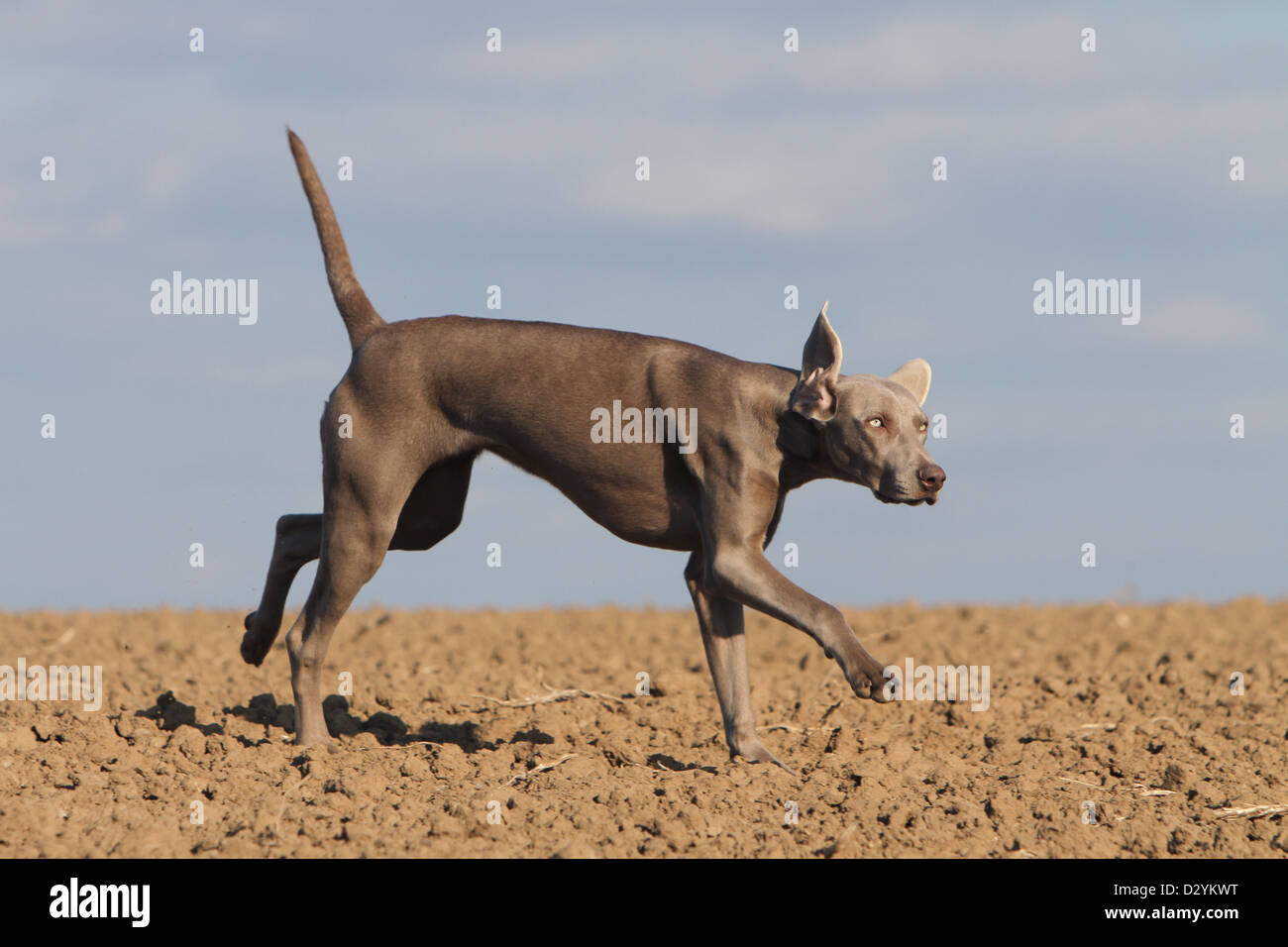 dog Weimaraner shorthair / adult running in a field Stock Photo Alamy