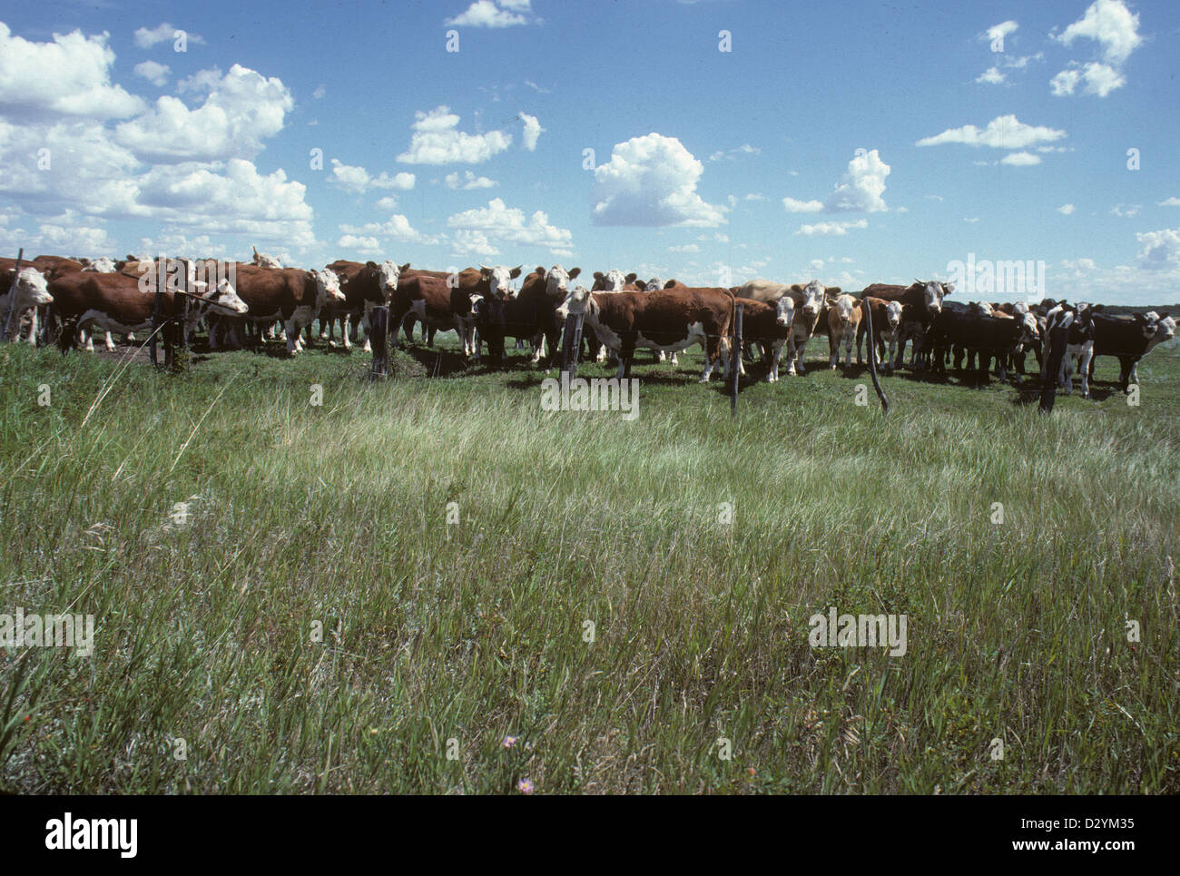 Hereford cattle at fence, Manitoba, Canada Stock Photo Alamy