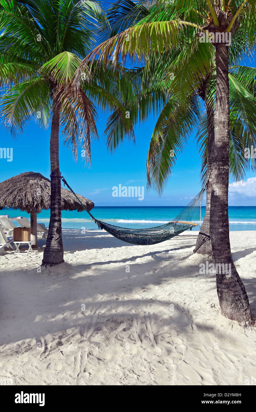 A hammock between two palm trees beside the ocean on a tropical resort Stock Photo Alamy