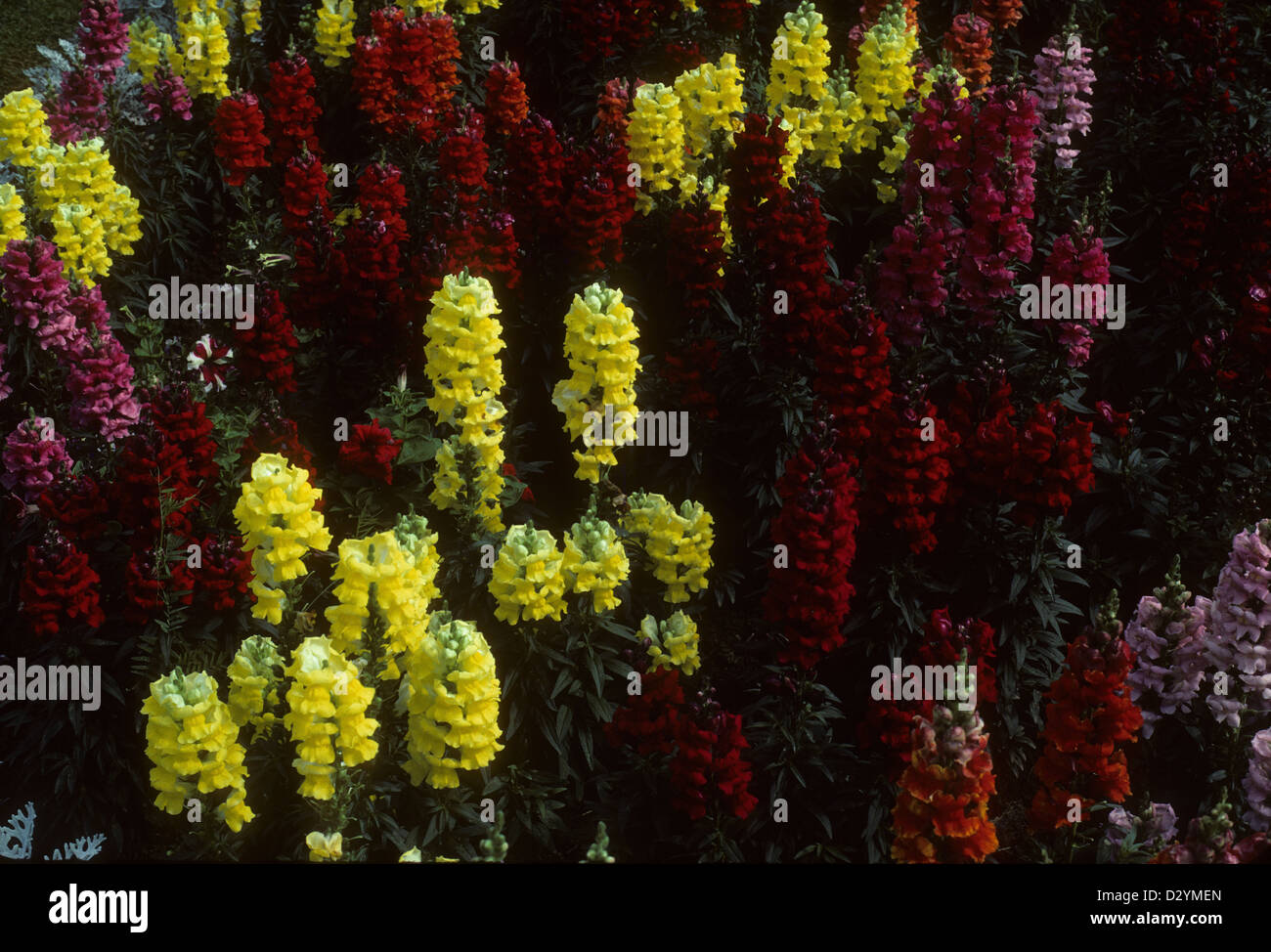 Snapdragons, Malpeque Gardens, Prince Edward Island PEI Canada Stock Photo