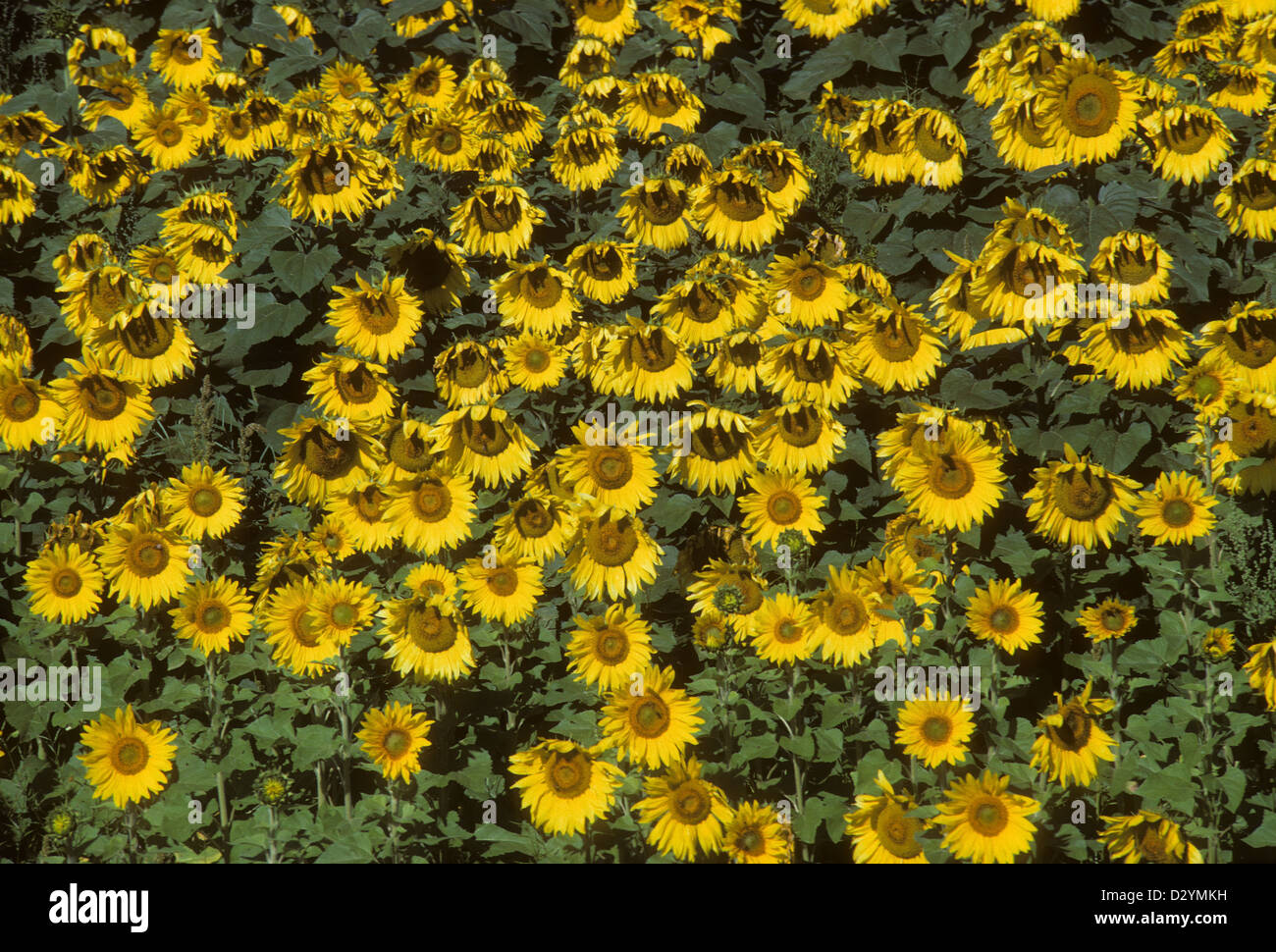 Tall flower stems hi-res stock photography and images - Alamy