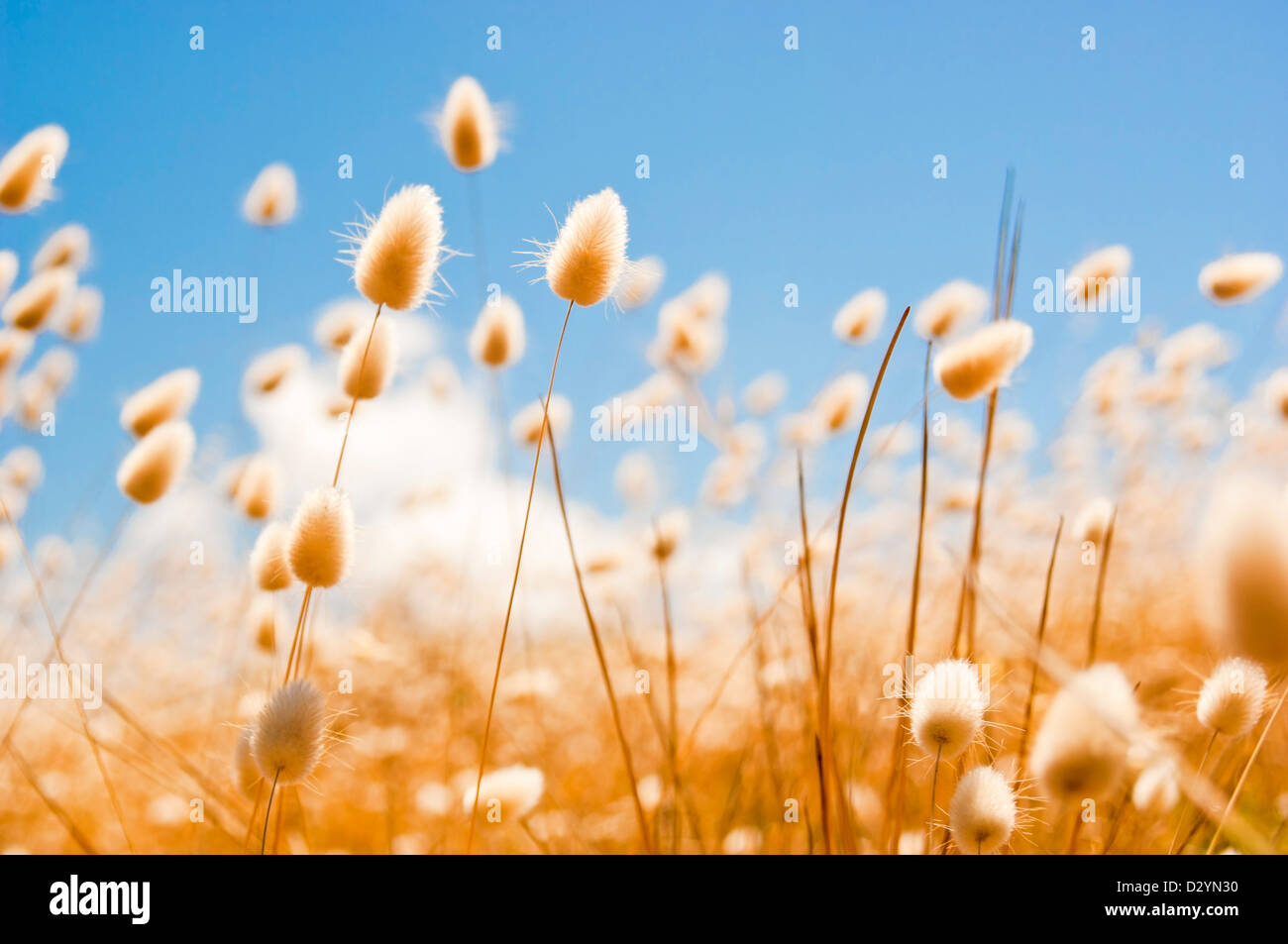 Shallow focus of soft wild grasses against a blue sky in golden field Stock Photo
