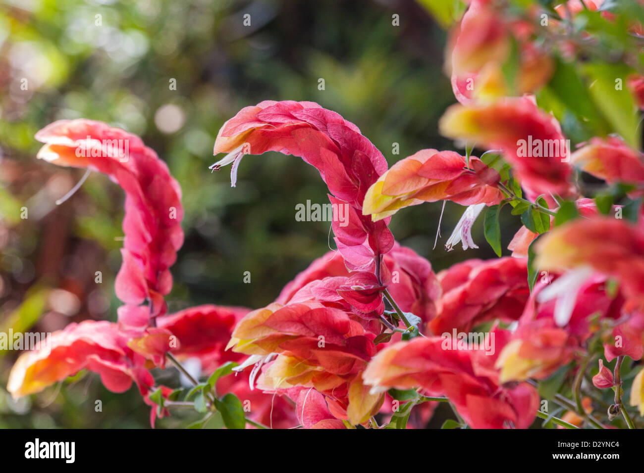 red shrimp plant Stock Photo Alamy