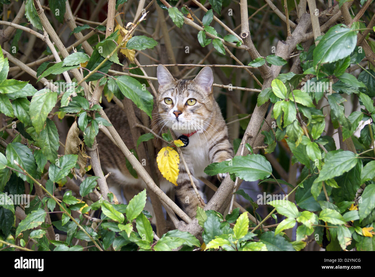 Kitten hiding in the bushes Stock Photo Alamy