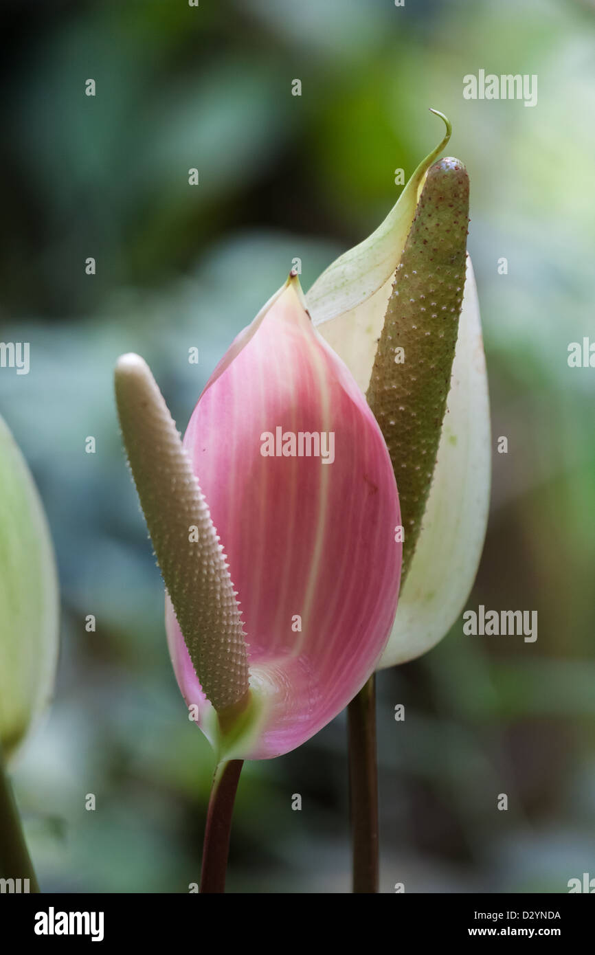 pretty lilies, pink and white Stock Photo