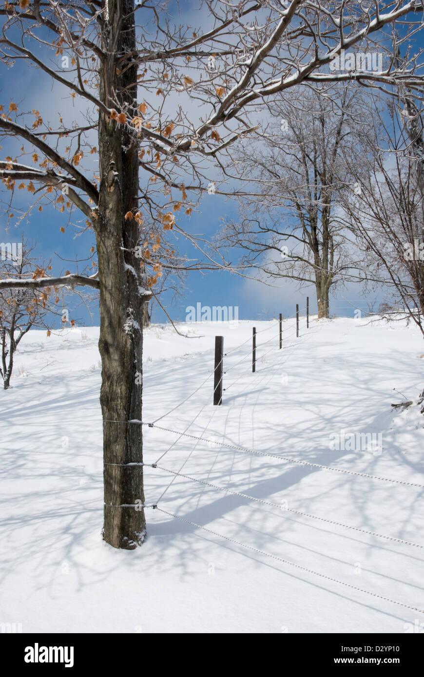 An iced-over oak tree along a fence line casts intricate shadows on white snow, Carrolltown, Pennsylvania, Cambria County, PA. Stock Photo