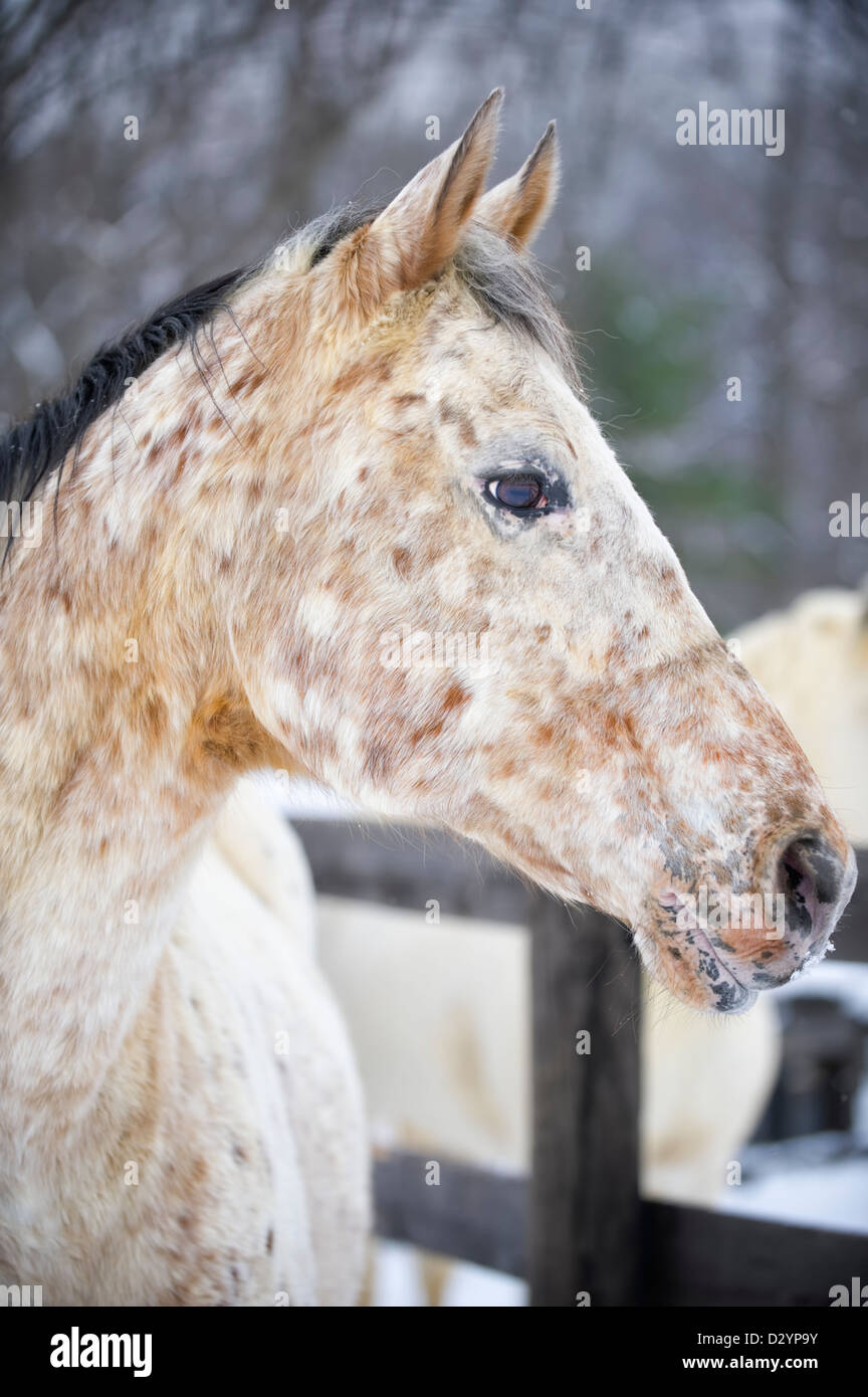 Appaloosa horse head shot in winter coat, beautifully spotted animal, Pennsylvania, PA, USA. Stock Photo