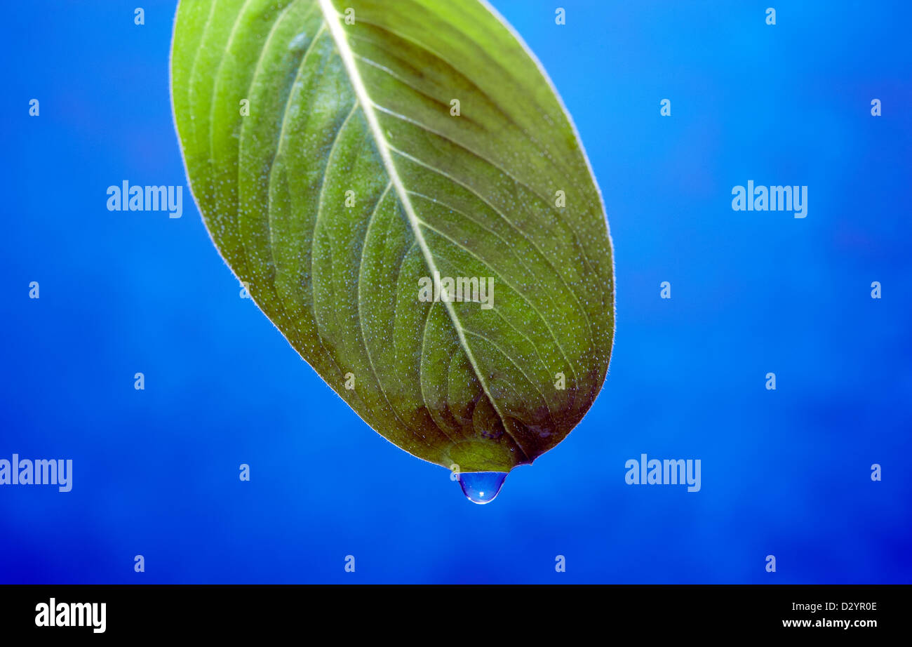 Rain water falls from a leaf Stock Photo - Alamy