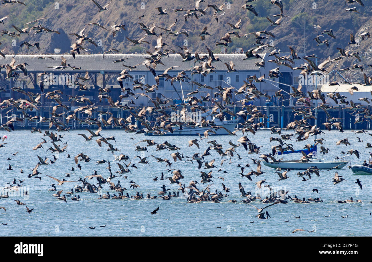 Huge Flock of Brown Pelicans Fishing Stock Photo