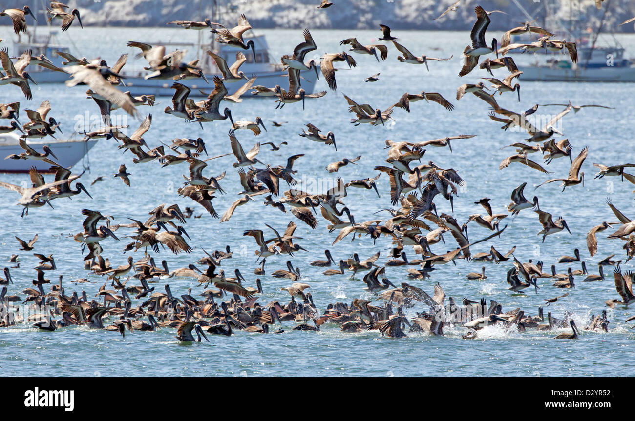 Huge Flock of Brown Pelicans Fishing Stock Photo