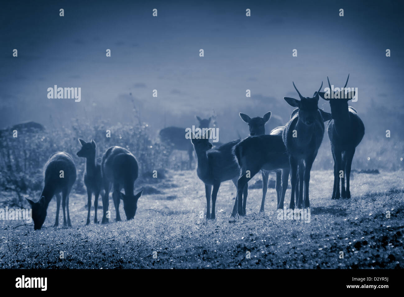 Deer on frozen meadow at moonlight Stock Photo