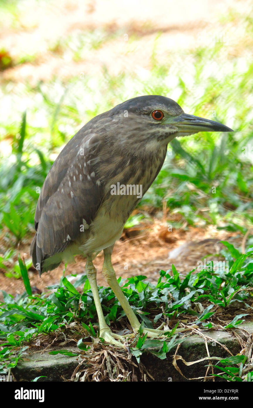 Indian Night Heron ( Nycticorax nycticorax ) Stock Photo