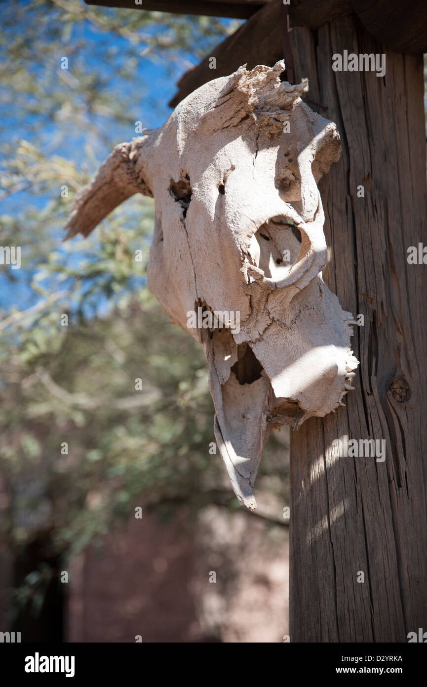 An old cattle skull hangs on a post at an old ranch Stock Photo