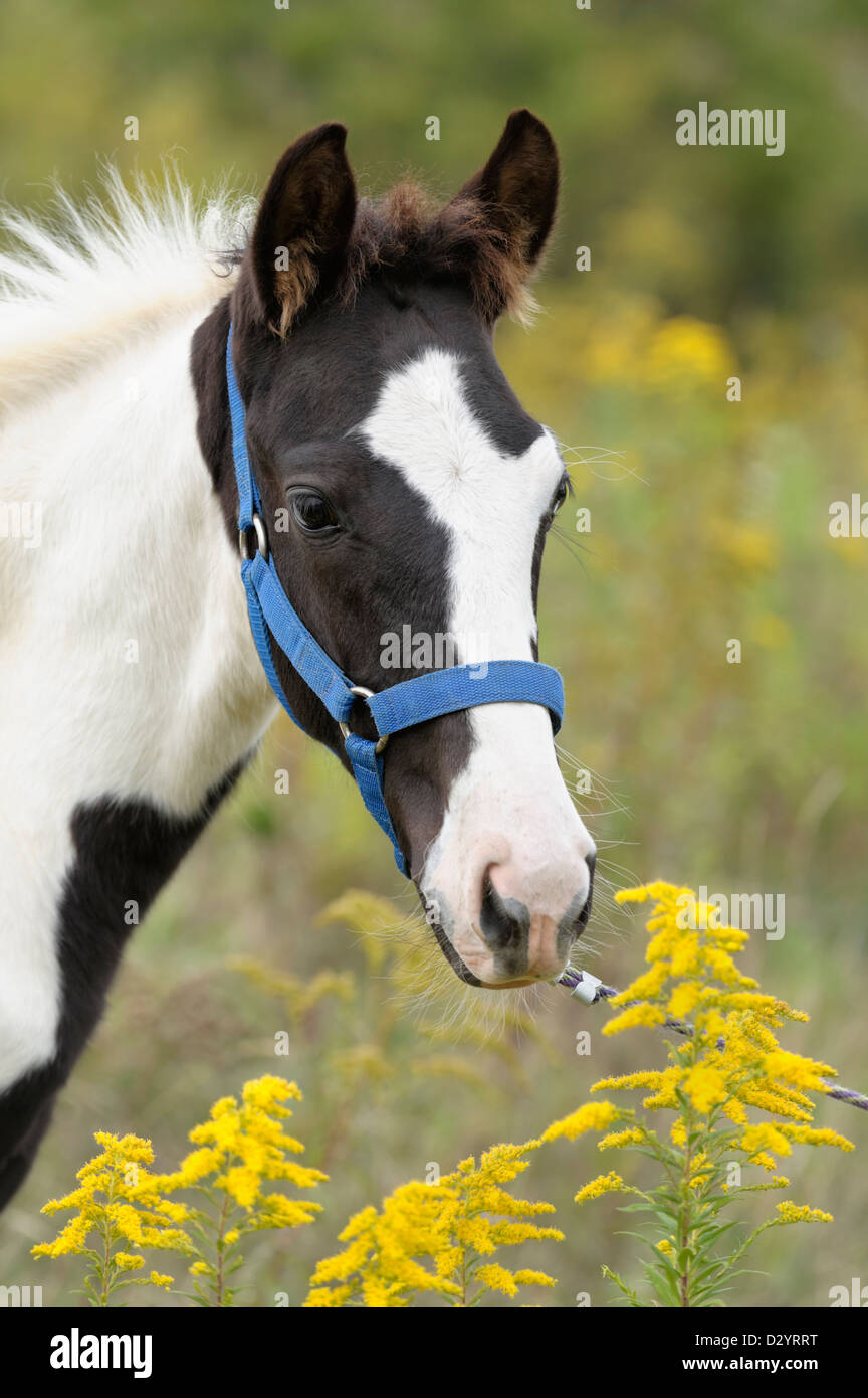 Horse in yellow goldenrod flowers, a Tennessee Walker black and white