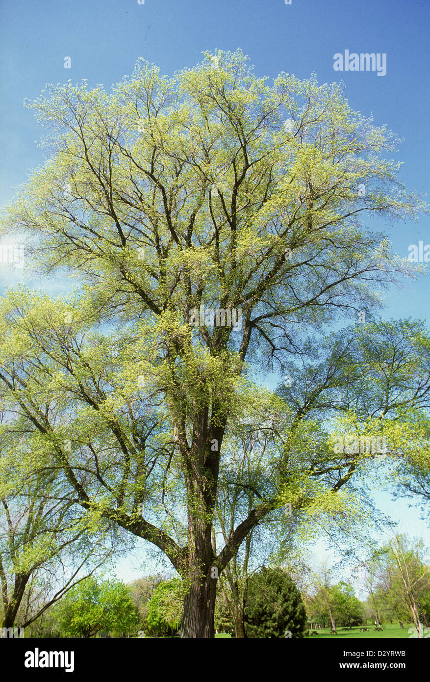 Tree Before Spring Spring early tree hi-res stock photography and images - Alamy