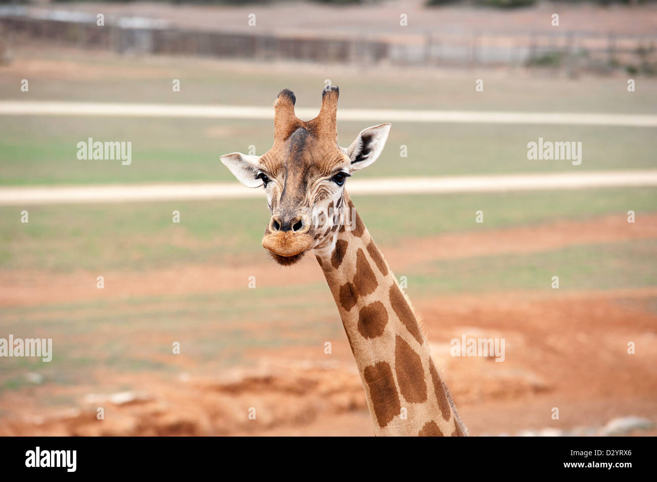 A closeup of a curious giraffe looking at the camera. Stock Photo