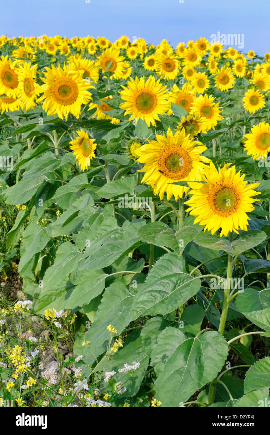 Sunflowers ready for harvest hires stock photography and images Alamy