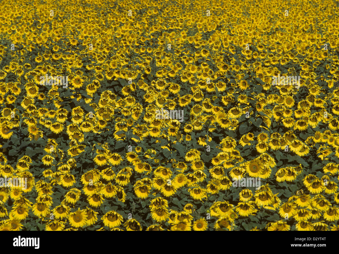 Closeup ripe sunflower field, Manitoba, Canada Stock Photo