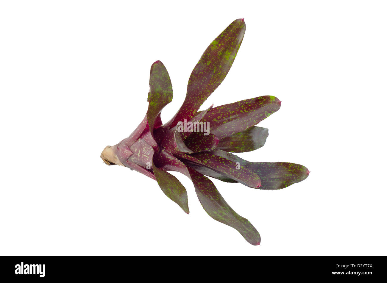 Bromeliad isolated on white background Stock Photo