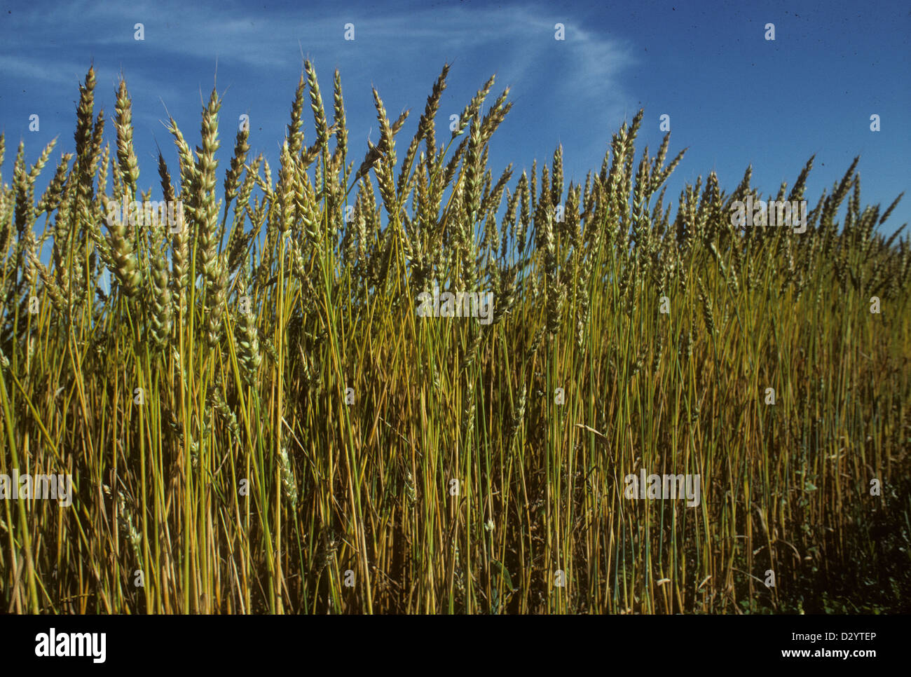 Ripe wheat closeup grainfield, prairies, Saskatchewan, Canada Stock Photo