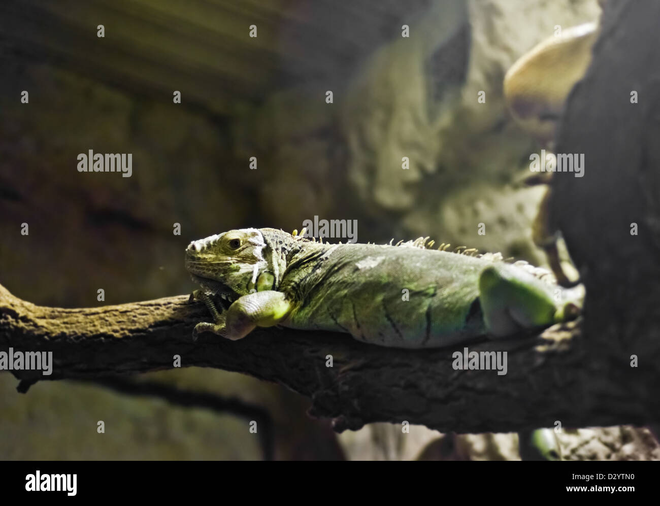 iguana (Iguana iguana Stock Photo - Alamy