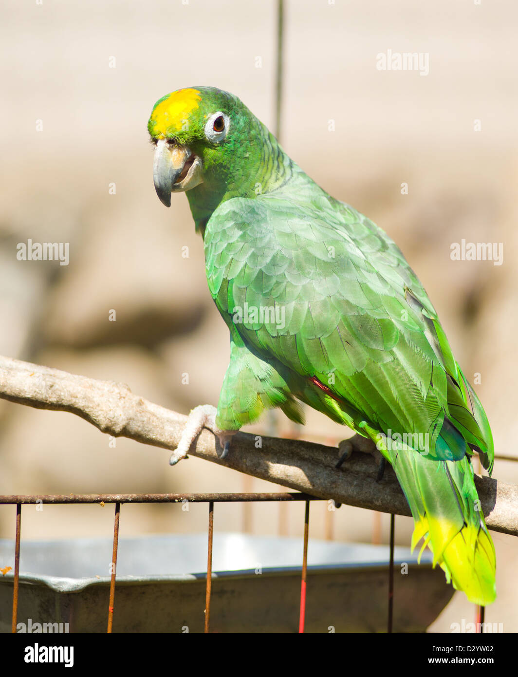 Yellownaped Amazon Parrot (Amazona auropalliata Stock Photo Alamy
