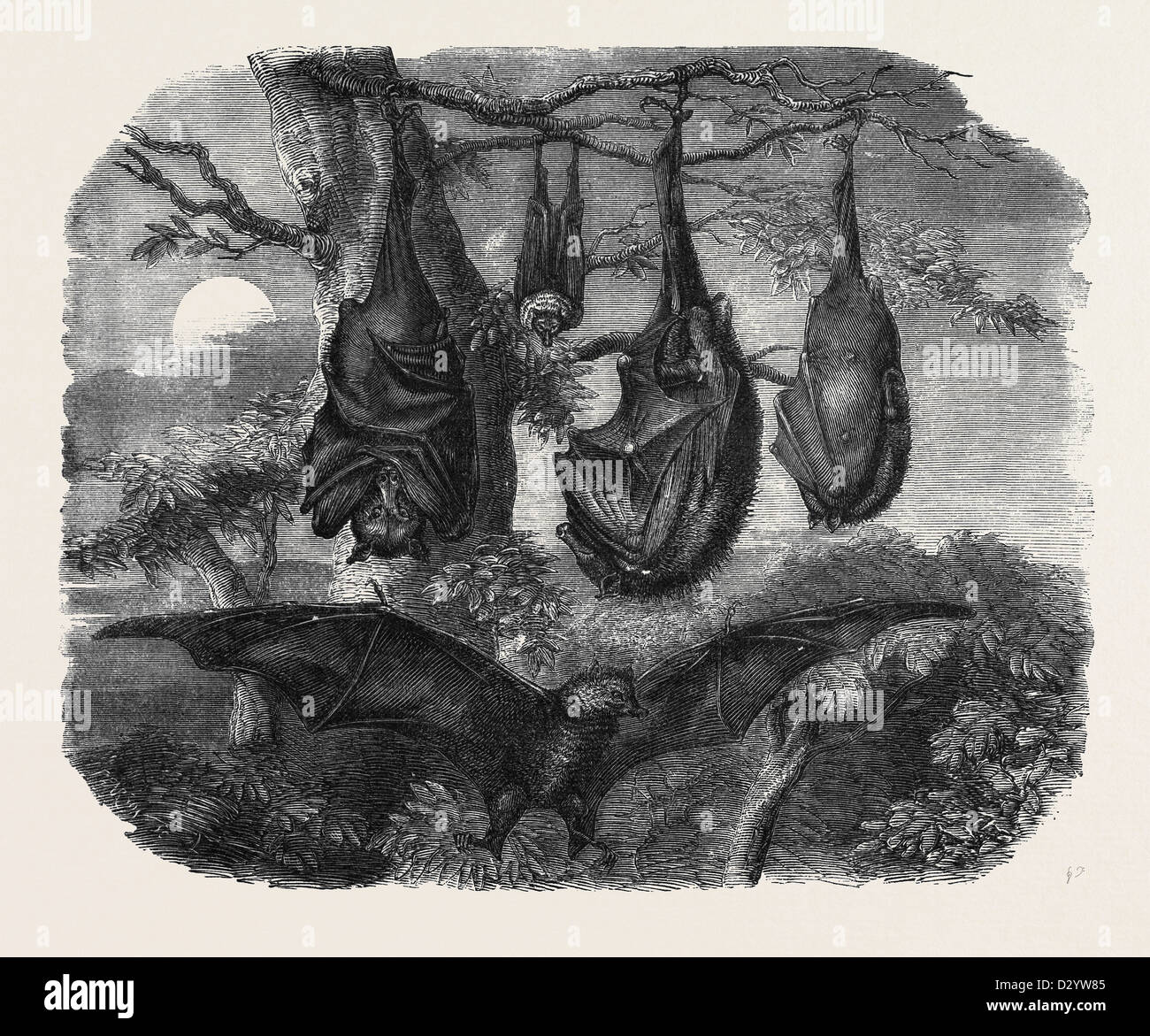 FLYING FOXES RECENTLY ADDED TO THE ZOOLOGICAL SOCIETY'S GARDENS REGENT'S PARK Stock Photo