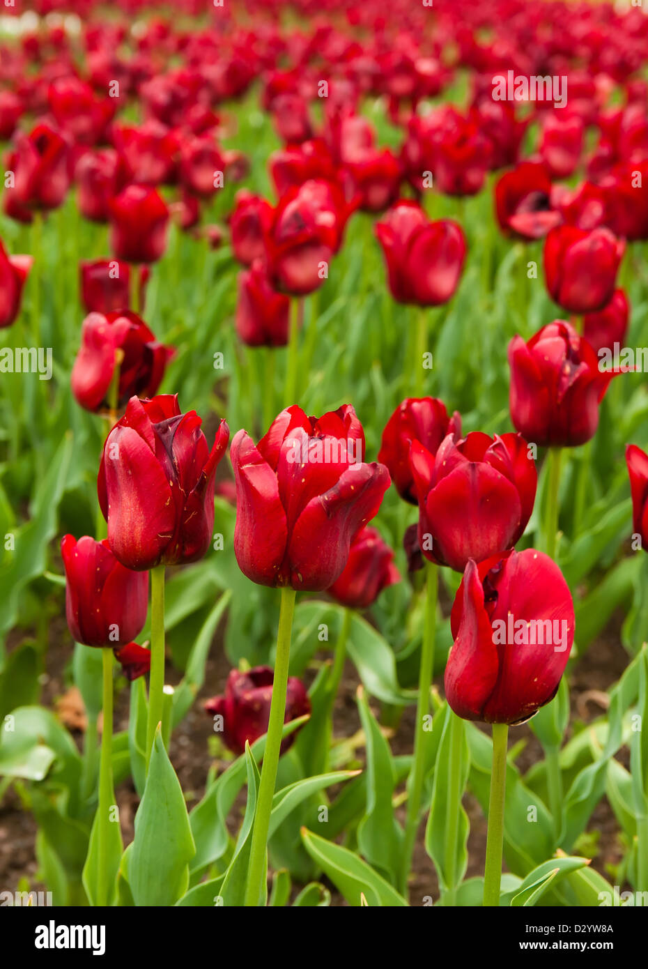beautiful tulips field in spring time Stock Photo - Alamy