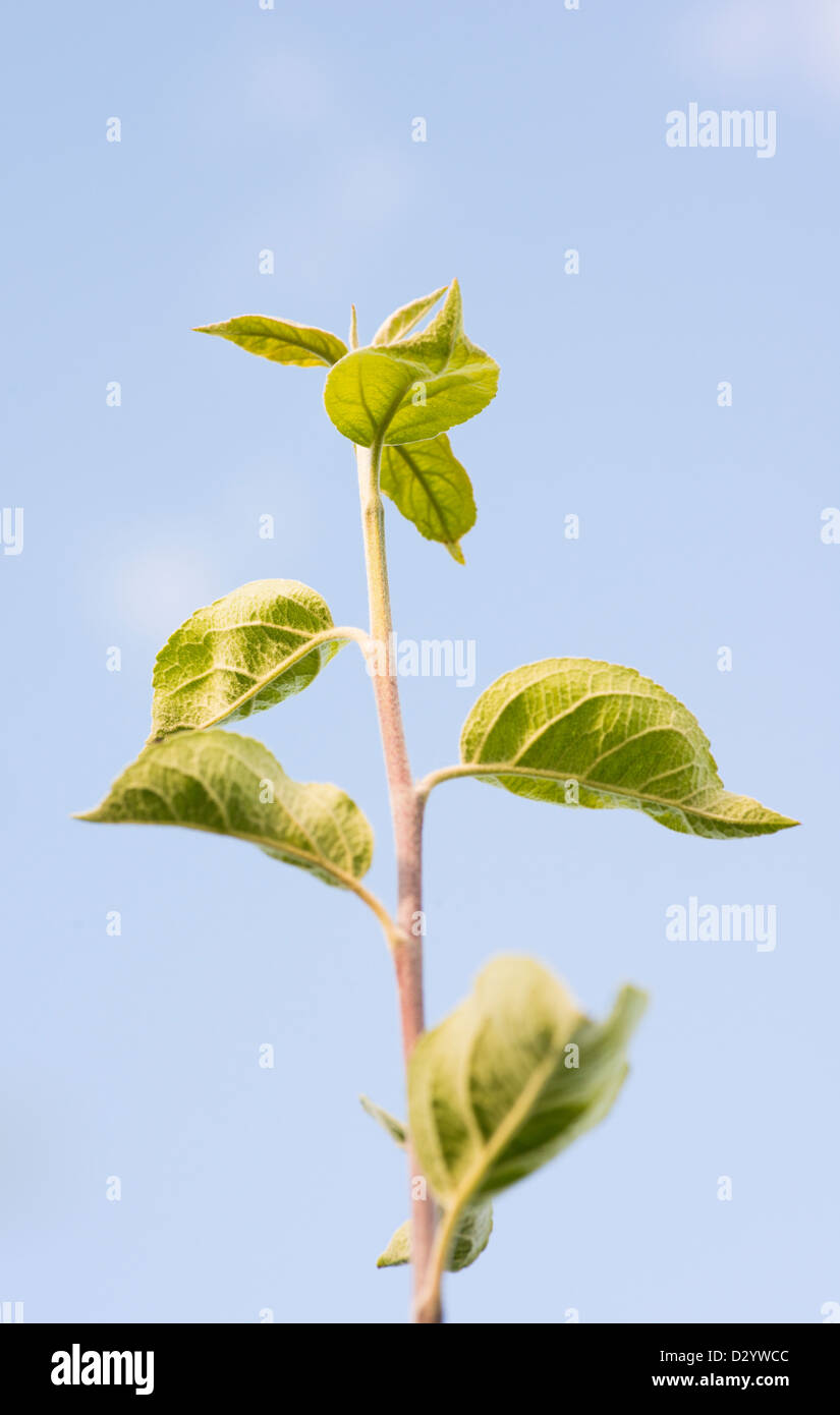 Nature scene with seedling growing and blue sky as background Stock Photo