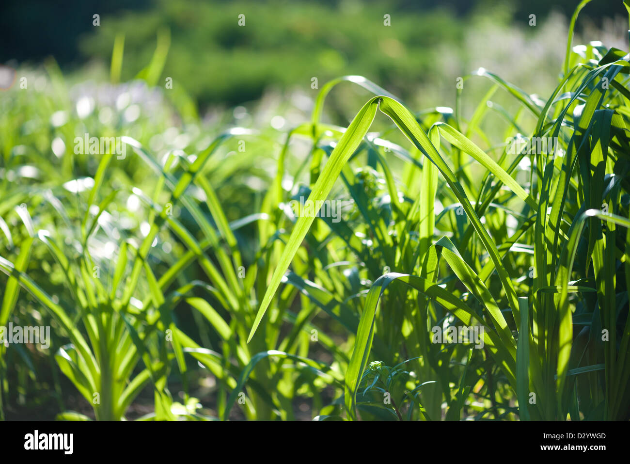 Green grass sunny day hi-res stock photography and images - Alamy