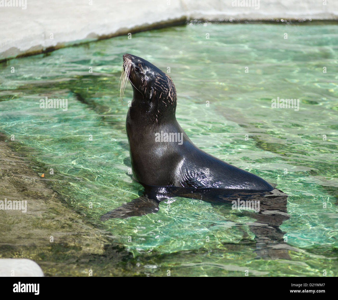 Northern fur seal (Callorhinus ursinus) in the water Stock Photo