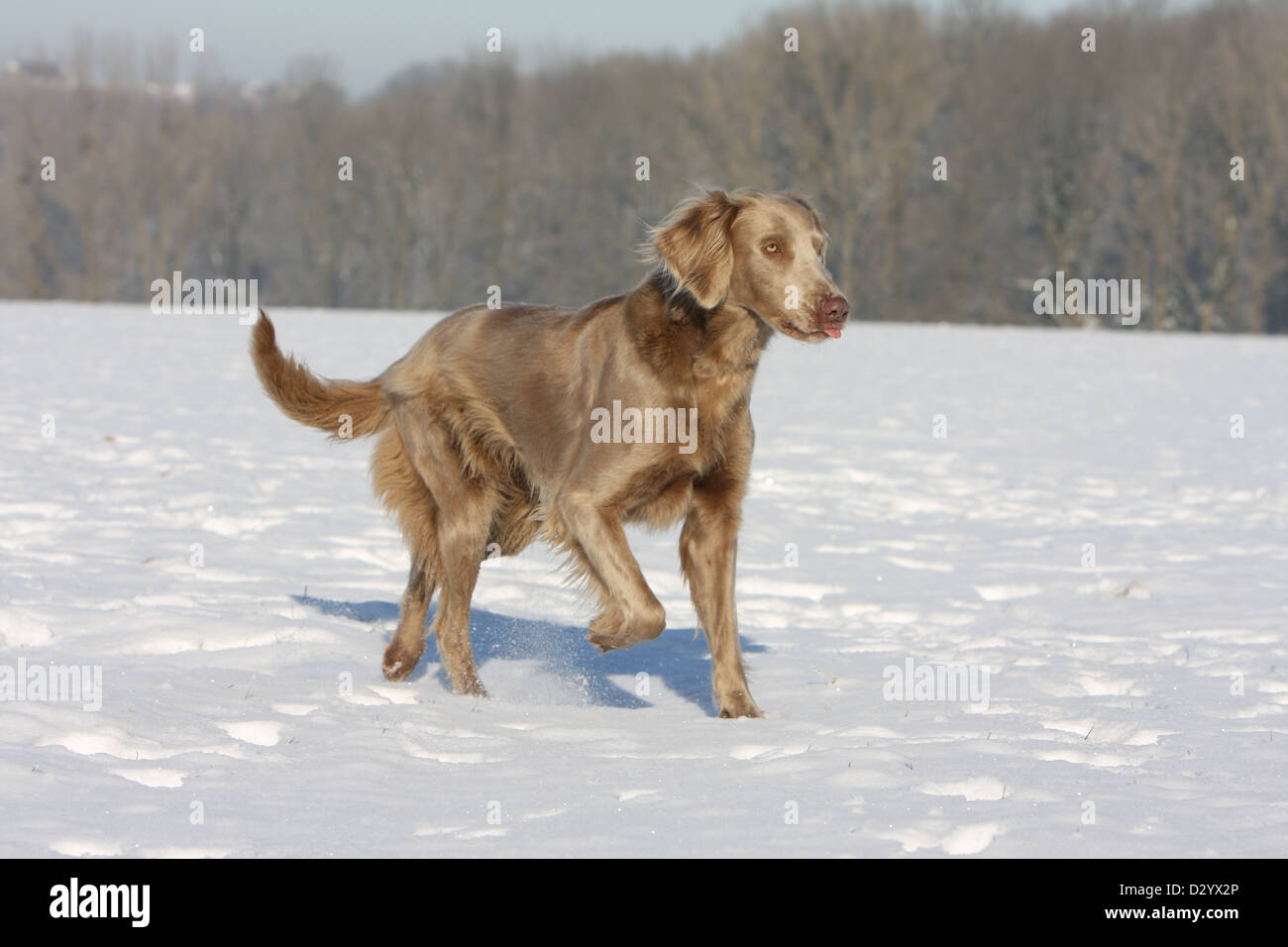 dog Weimaraner longhair  /  adult walking in snow Stock Photo