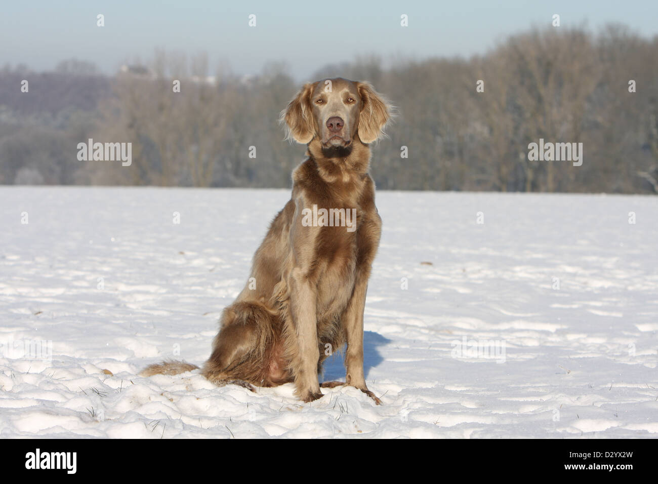 dog Weimaraner longhair  /  adult sitting in snow Stock Photo