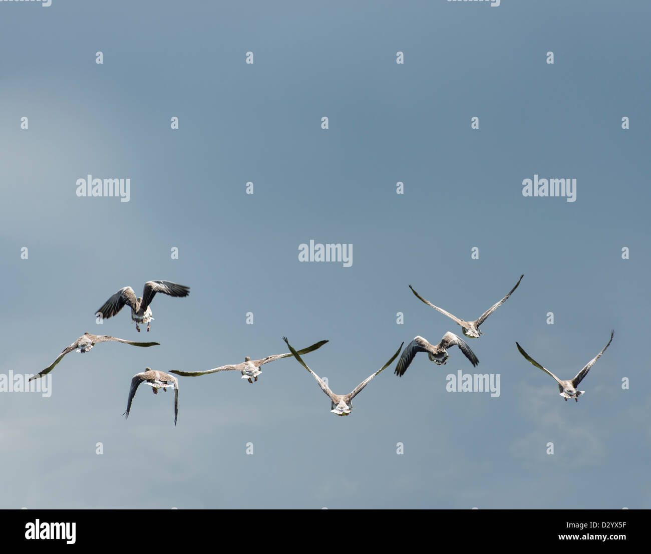 Flock of birds (greylag geese) flying in mid-air viewed from behind, Sweden Stock Photo