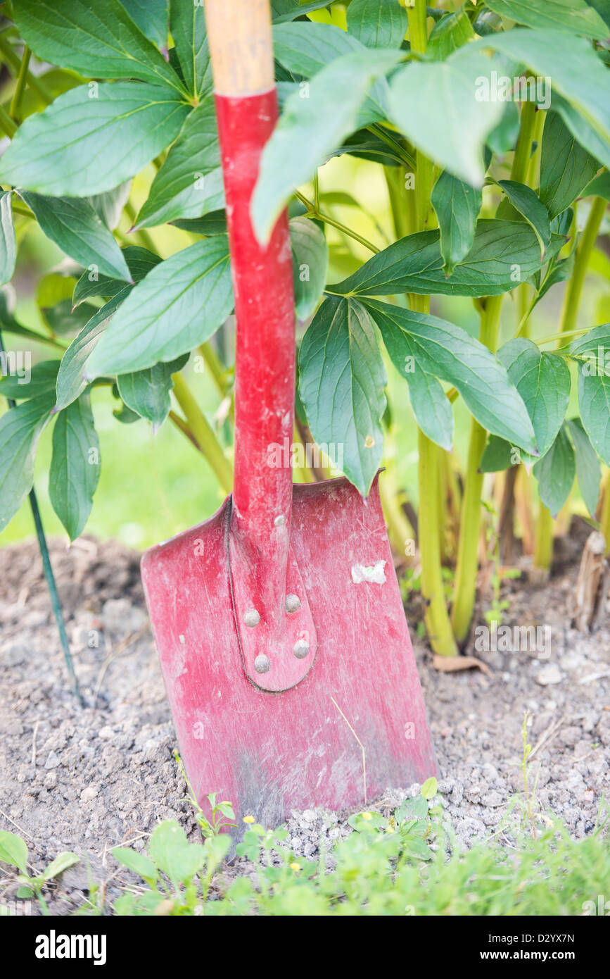 Gardening work with shovel stuck in the ground Stock Photo