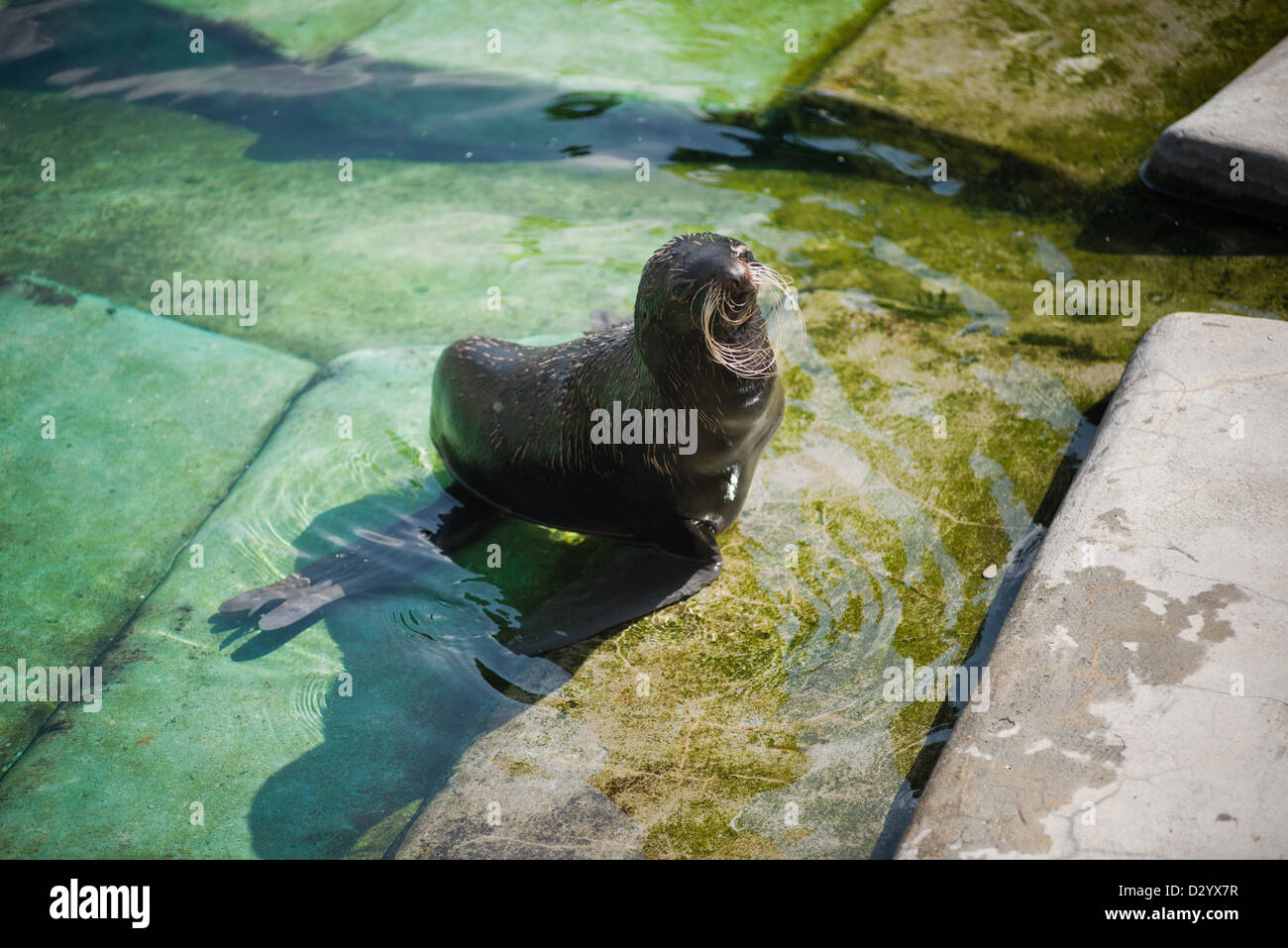 Northern fur seal (Callorhinus ursinus) in the water Stock Photo