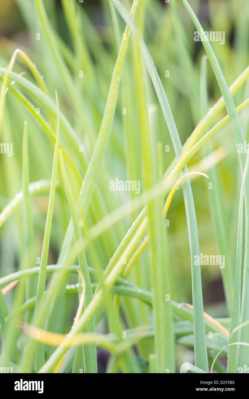Closeup of green stems of red onion growing in garden Stock Photo