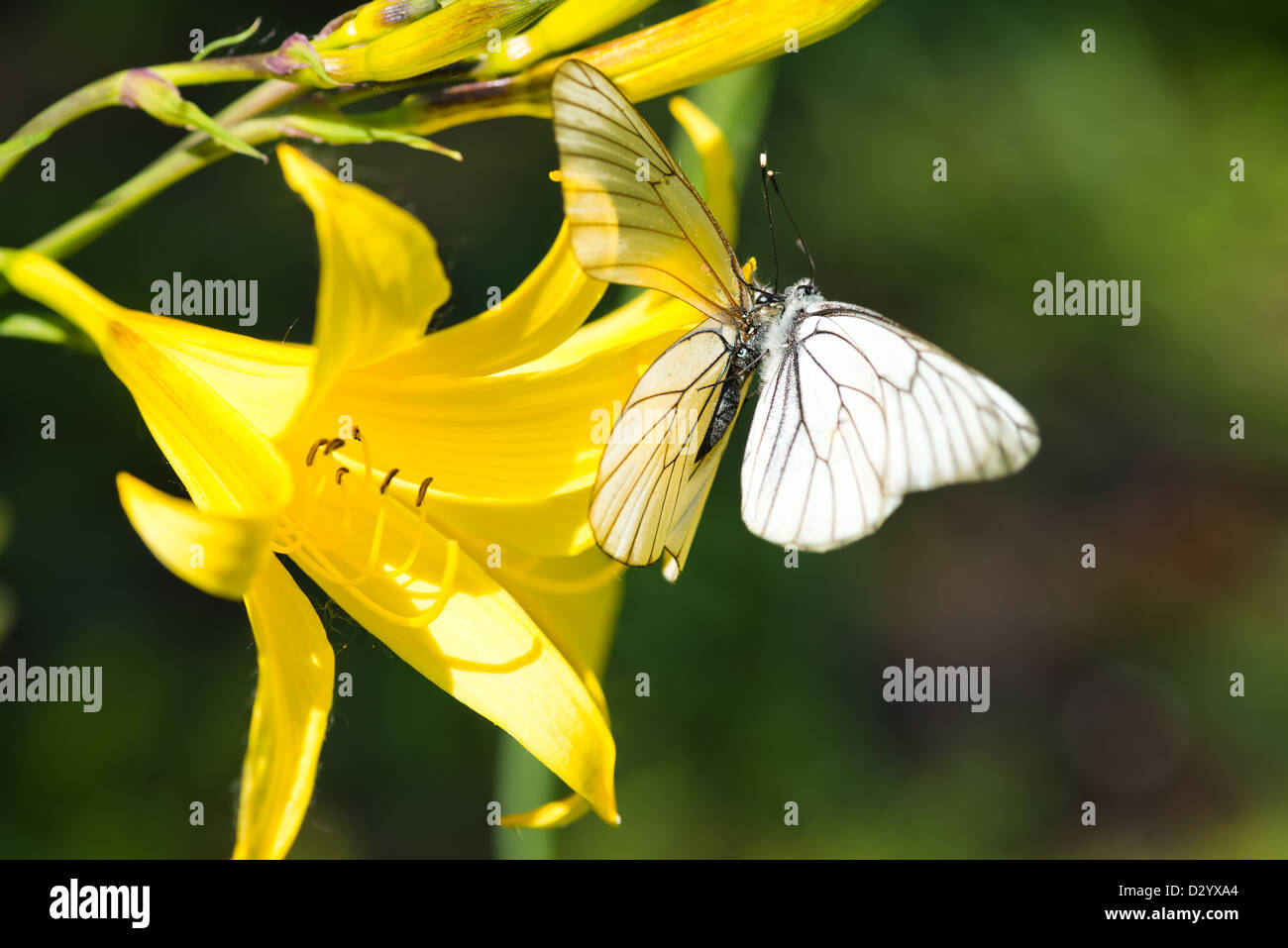 Two beautiful butterflies sitting on a yellow lily Stock Photo Alamy