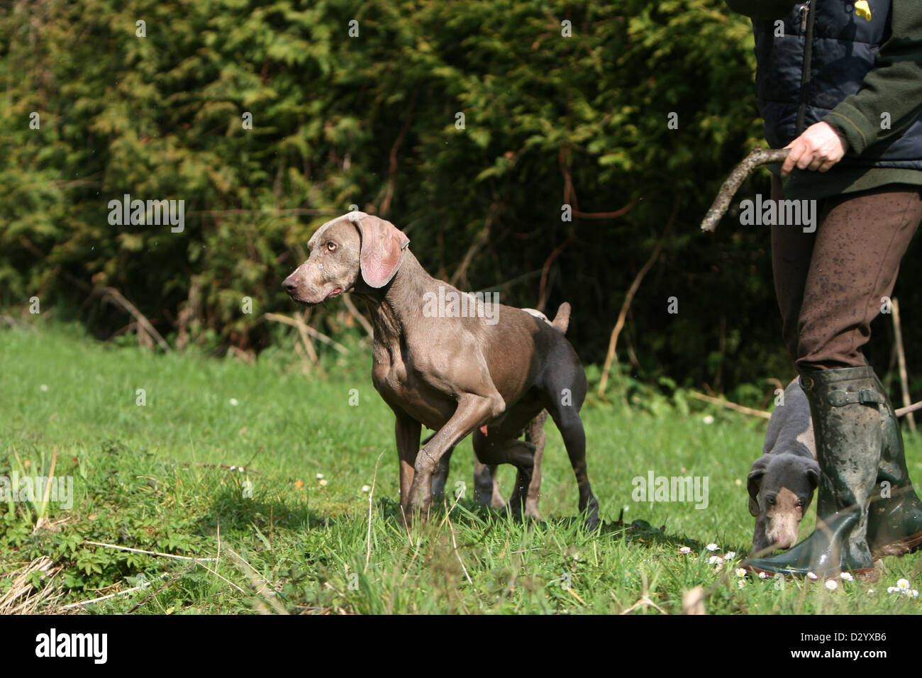 dog Weimaraner shorthair  /  adult standing with the hunter Stock Photo