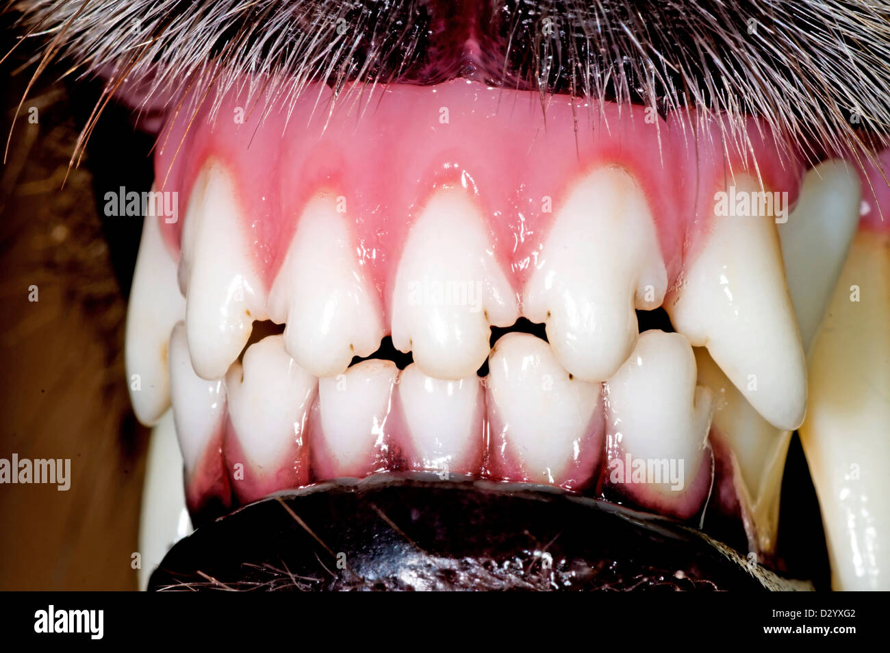dog teeth Stock Photo Alamy