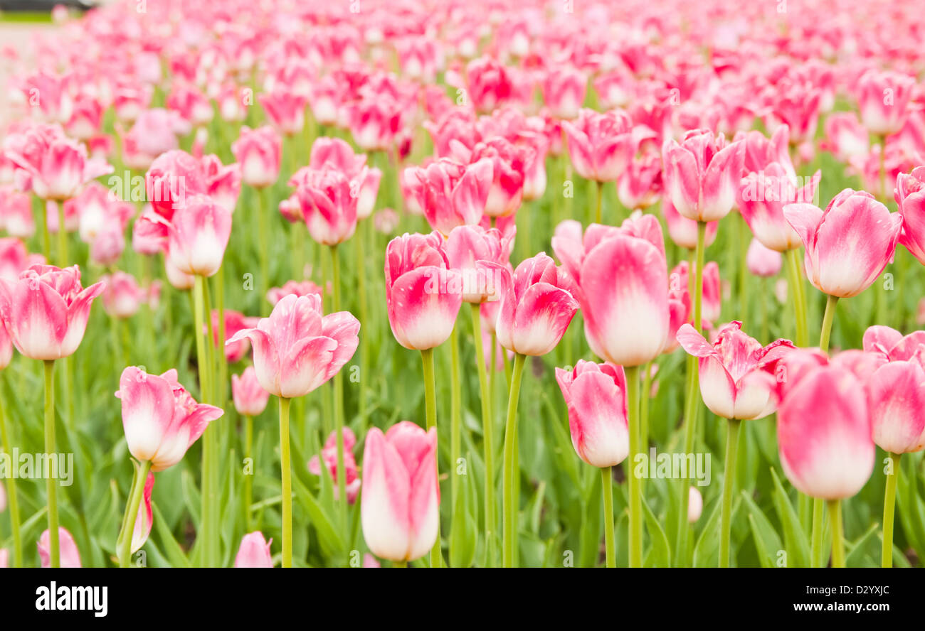beautiful tulips field in spring time Stock Photo - Alamy