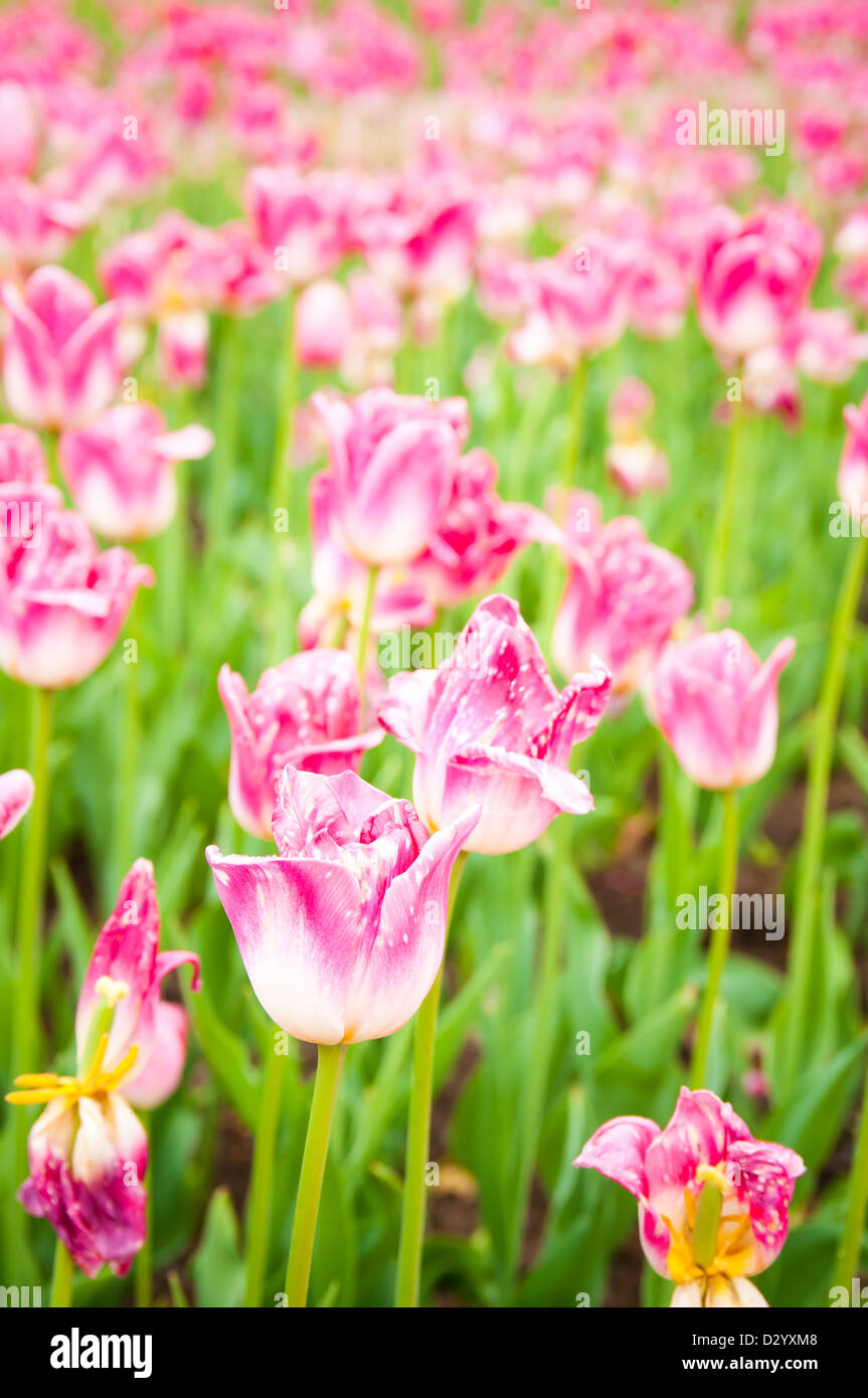 beautiful tulips field in spring time Stock Photo - Alamy