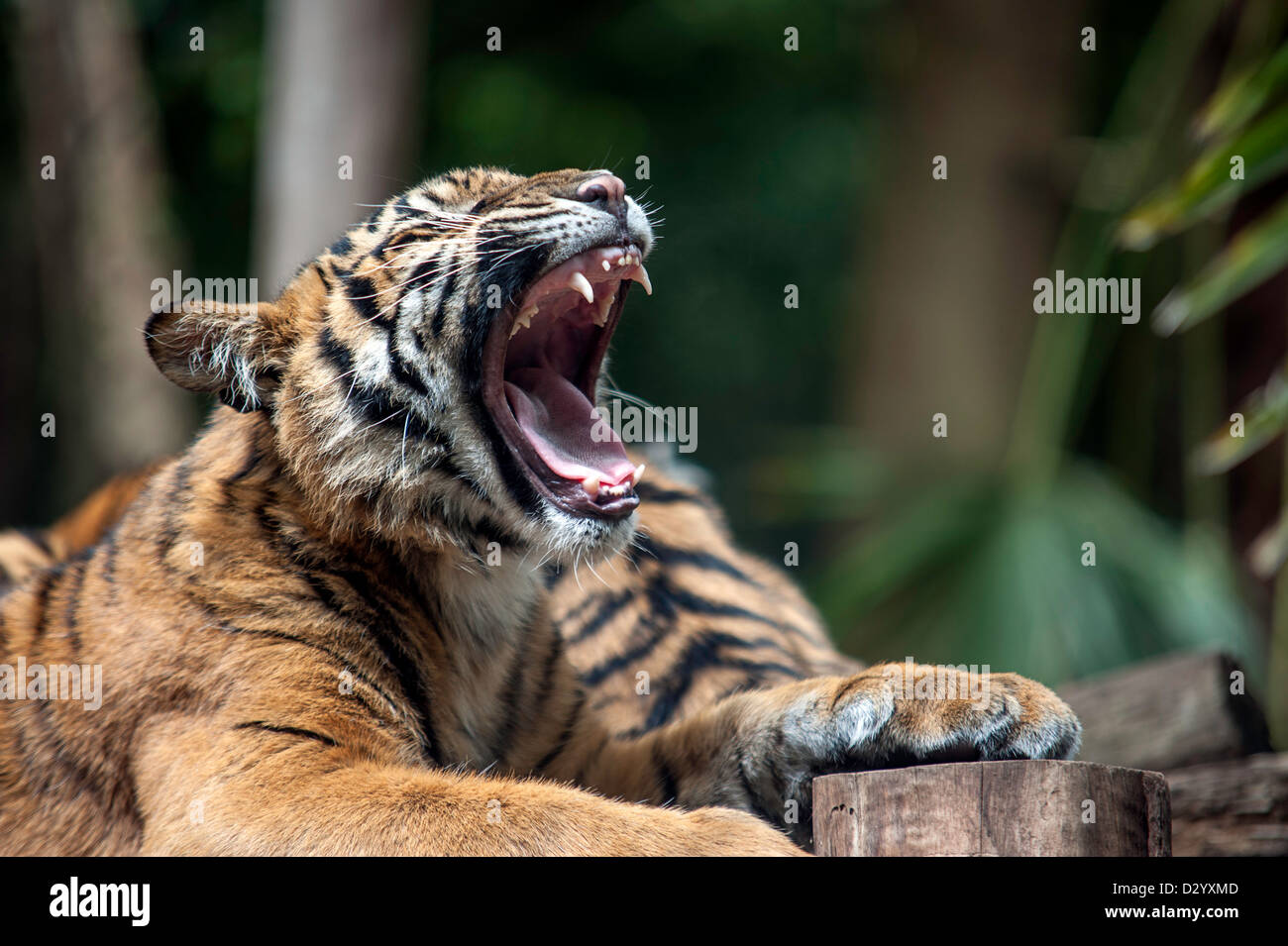 A tiger cub with mouth wide open yawning or growling. Stock Photo