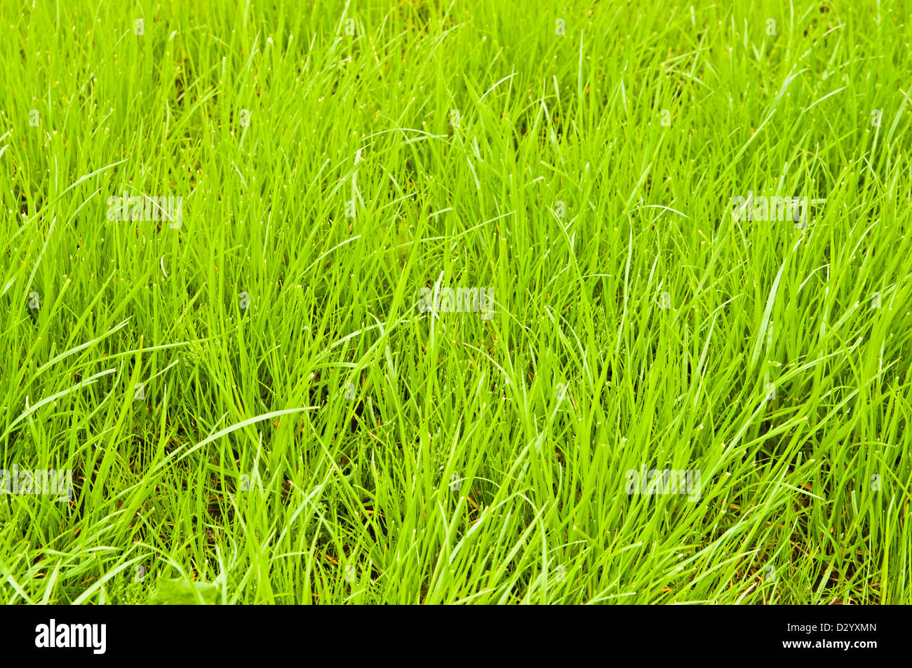 beautiful tulips field in spring time Stock Photo - Alamy